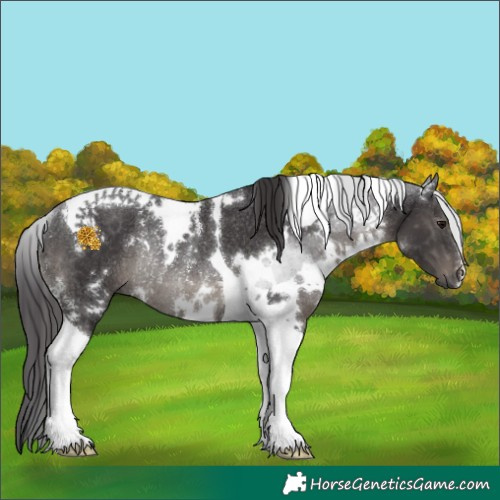 Horse Color:White Spotted Smoky Black Tobiano Rabicano 