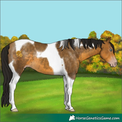Horse Color:Gray Sable Cream Champagne Tobiano 