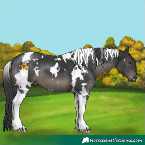 Horse Color:White Spotted Black Tobiano 
