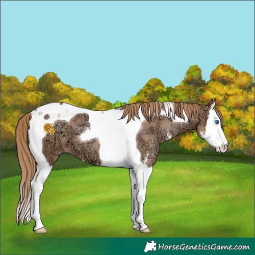 Horse Color:Black Ice Pearl Sabino Splash Tobiano