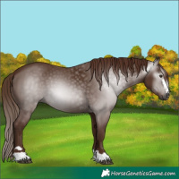 Horse Color:Gray Chestnut 