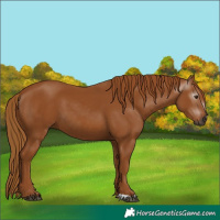 Horse Color:Gray Chestnut 