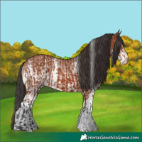 Horse Color:Bay Sabino Rabicano  and Bay Sabino Rabicano 