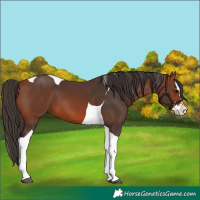 Horse Color:Bay Splash Tobiano