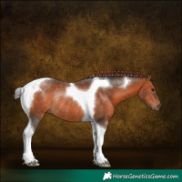 Horse Color:Bay Tobiano Rabicano 