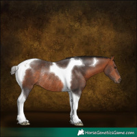 Horse Color:Bay Tobiano Rabicano 