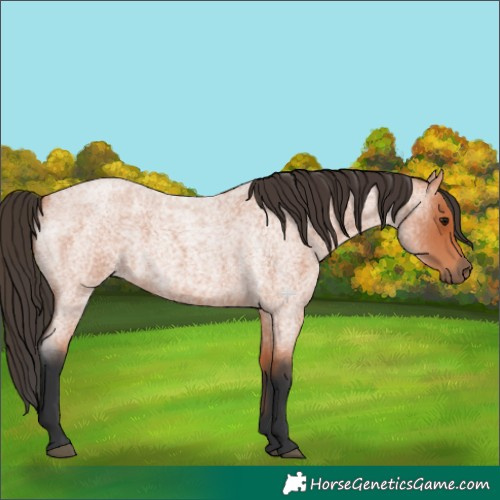 Horse Color:Bay Roan Rabicano 