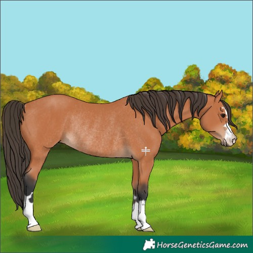 Horse Color:Bay Rabicano 