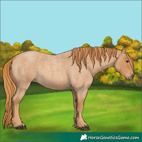 Horse Color:Red Roan 
