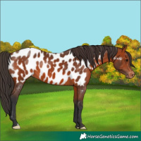 Horse Color:Bay Near Leopard 