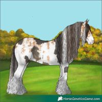 Horse Color:Buckskin Sabino Rabicano  and Buckskin Sabino Rabicano 