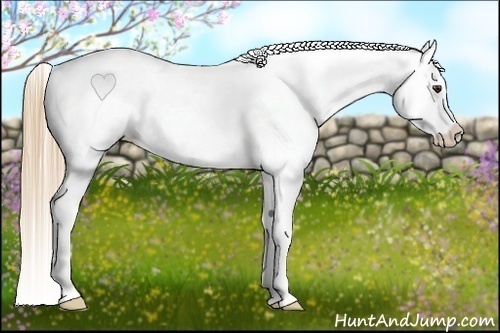 Horse Color:Chestnut Appaloosa