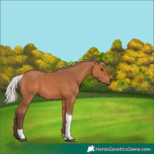 Horse Color:Silver Bay Tobiano 