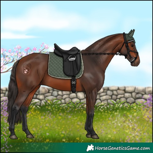 Horse Color:Bay Rabicano