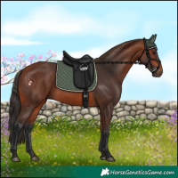 Horse Color:Bay Rabicano 