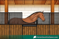 Horse Color:Bay Rabicano
