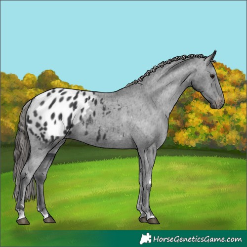 Horse Color:Black Appaloosa