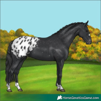 Horse Color:Black Appaloosa