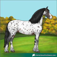 Horse Color:Brown Sabino Appaloosa