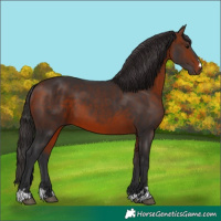 Horse Color:Bay 