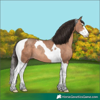 Horse Color:Sable Champagne Splash Tobiano Rabicano