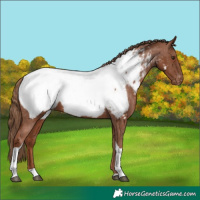 Horse Color:Chestnut Tobiano Appaloosa