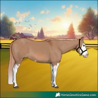 Horse Color:Red Dun Splash  and Red Dun Splash 