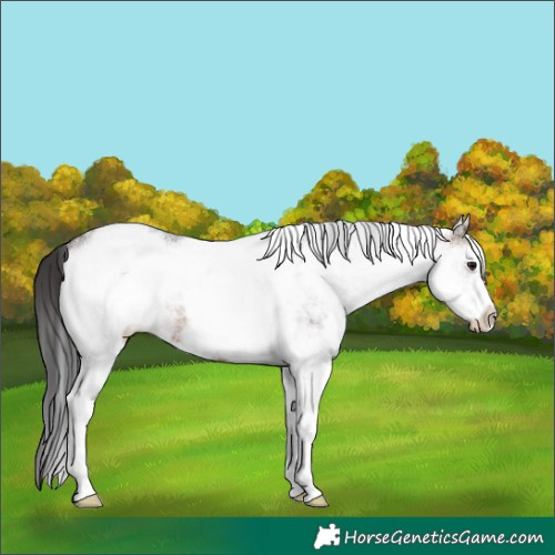 Horse Color:White Spotted Brown Ice Rabicano 