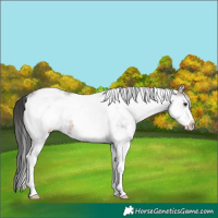 Horse Color:White Spotted Brown Ice Rabicano