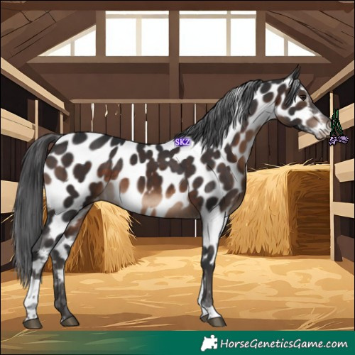 Horse Color:Brown Tobiano Appaloosa 