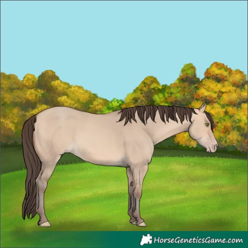 Horse Color:Amber Champagne Dun 