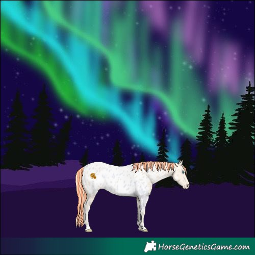 Horse Color:Painted Perlino Near Leopard 