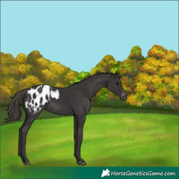 Horse Color:Smoky Black Appaloosa