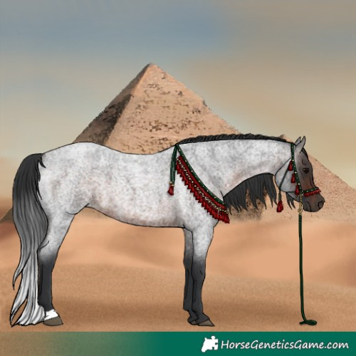 Horse Color:Brown Roan 