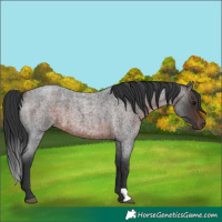 Horse Color:Brown Roan 