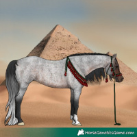 Horse Color:Brown Roan 