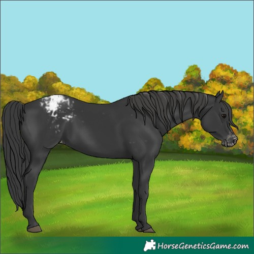 Horse Color:Black Appaloosa Rabicano 