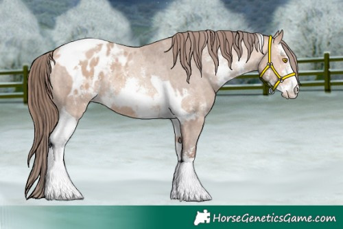 Horse Color:Amber Champagne Sabino Tobiano Varnish and Amber Champagne Sabino Tobiano Blanket