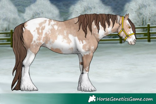 Horse Color:Amber Champagne Sabino Tobiano Appaloosa  and Amber Champagne Sabino Tobiano Appaloosa 