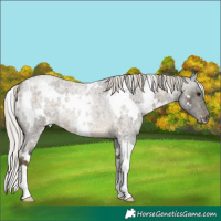 Horse Color:White Spotted Silver Buckskin Roan Appaloosa Rabicano 
