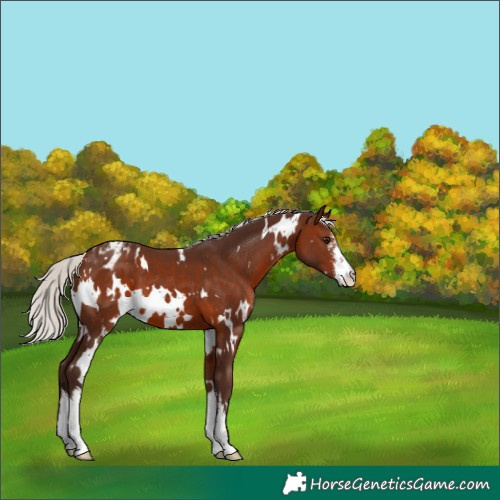 Horse Color:White Spotted Silver Brown Appaloosa