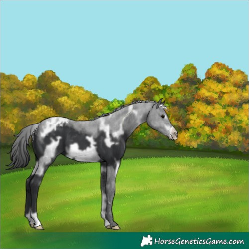 Horse Color:White Spotted Black Frame Appaloosa