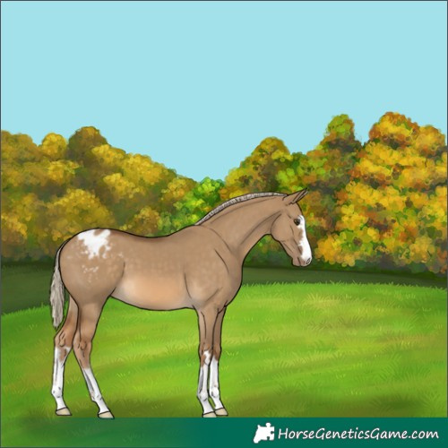 Horse Color:Chocolate Palomino Dun Appaloosa