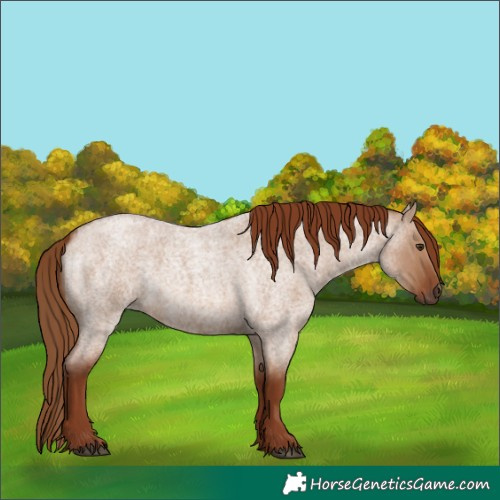 Horse Color:Red Dun Roan 