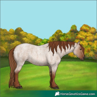 Horse Color:Red Dun Roan 