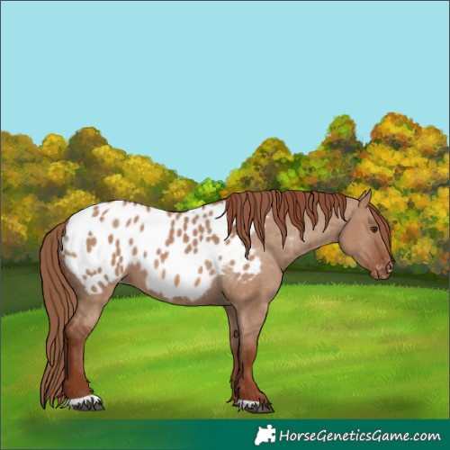Horse Color:Red Dun Appaloosa 
