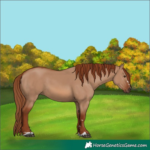 Horse Color:Red Dun