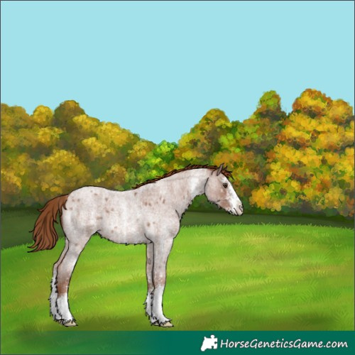 Horse Color:Red Roan Sabino Rabicano 