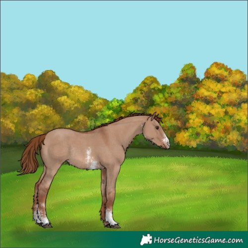 Horse Color:Red Dun Sabino Rabicano 