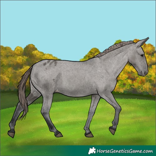 Horse Color:Grullo Appaloosa 